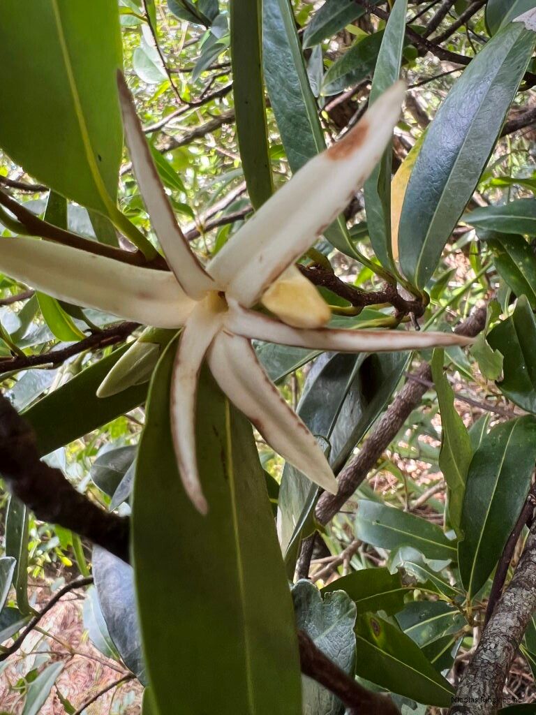 Xylopia parvifolia — photo