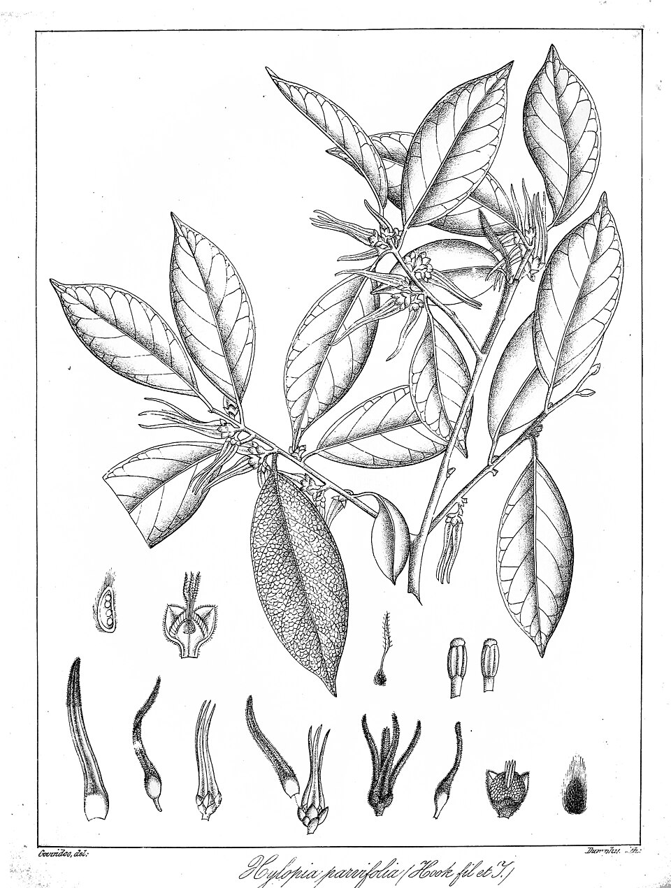 Xylopia parvifolia