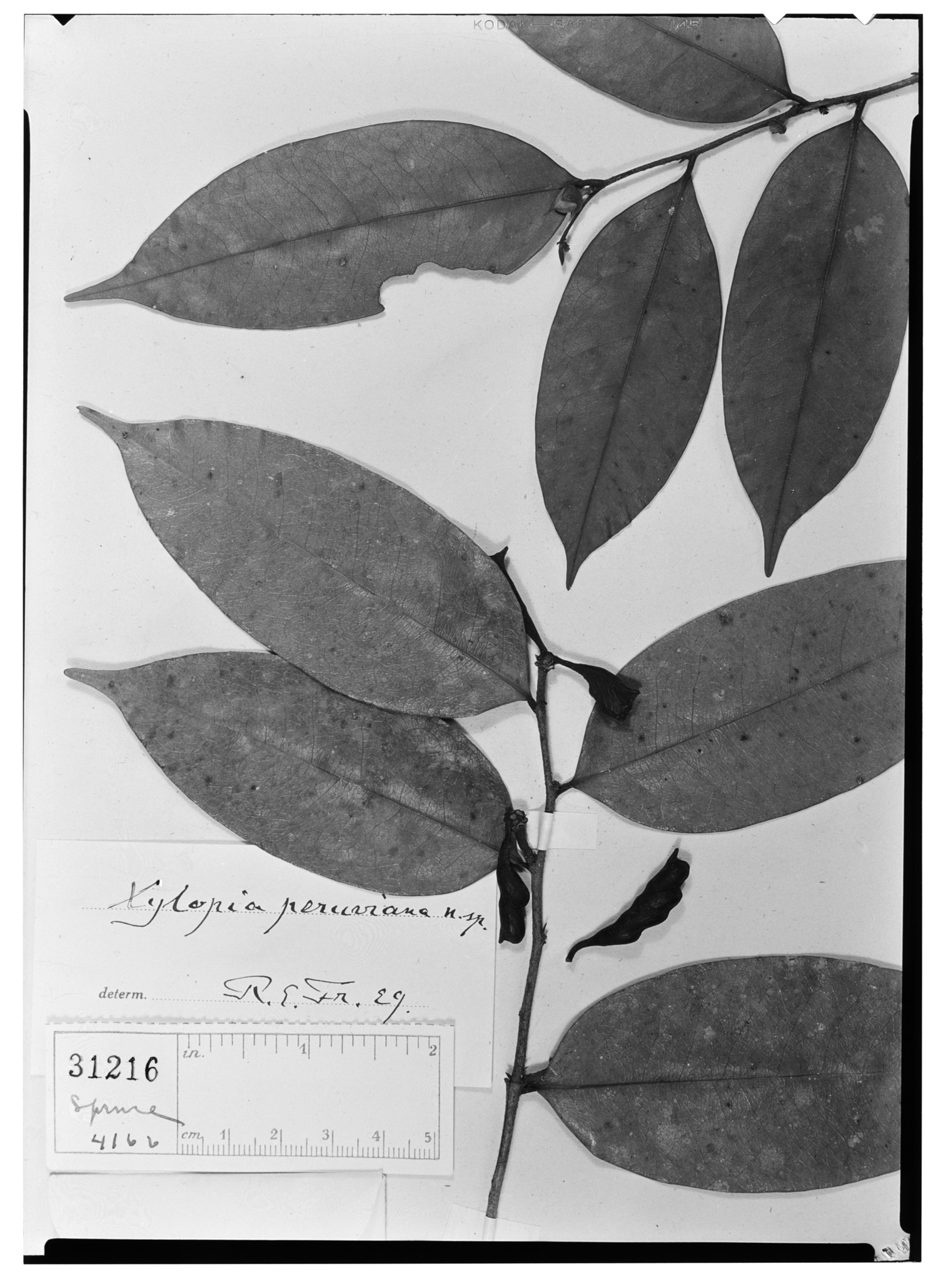 Xylopia peruviana