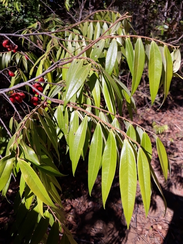 Xylopia sericea — photo