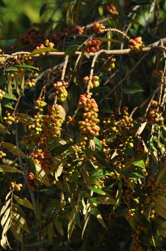 Xylopia sericea — photo