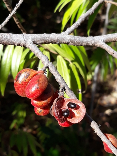 Xylopia sericea