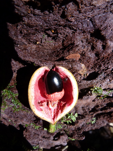 Xylopia staudtii