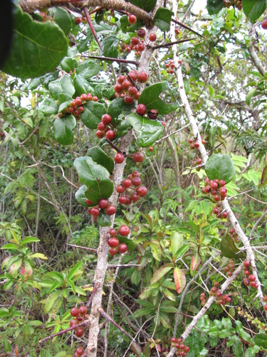 Xylosma flexuosa (Brush holly) — photo