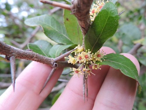 Xylosma flexuosa (Brush holly) — photo