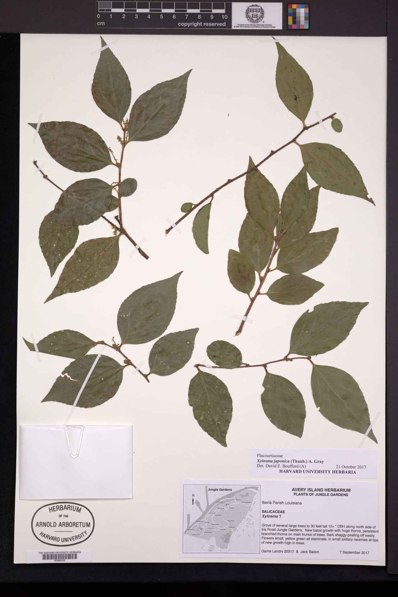 Xylosma japonica — photo