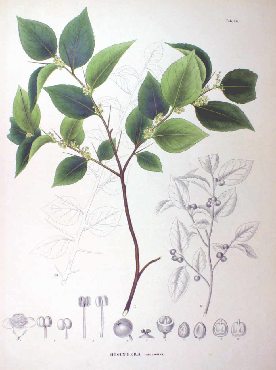 Xylosma japonica