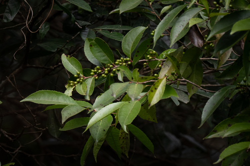 Xylosma longifolia — photo