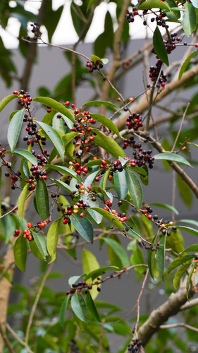 Xylosma longifolia