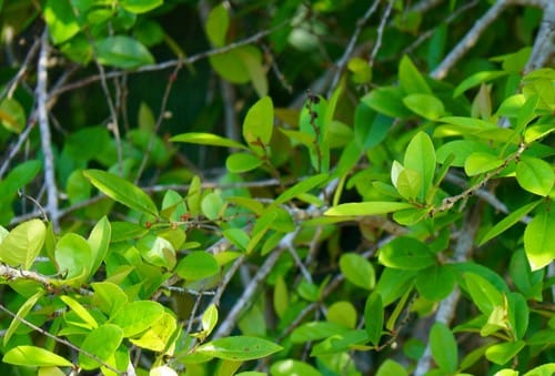 Xylosma panamensis — photo