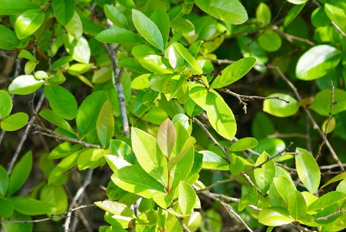 Xylosma panamensis
