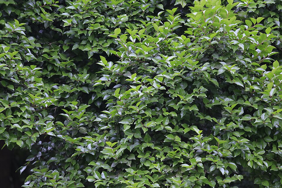 Xylosma racemosum — photo