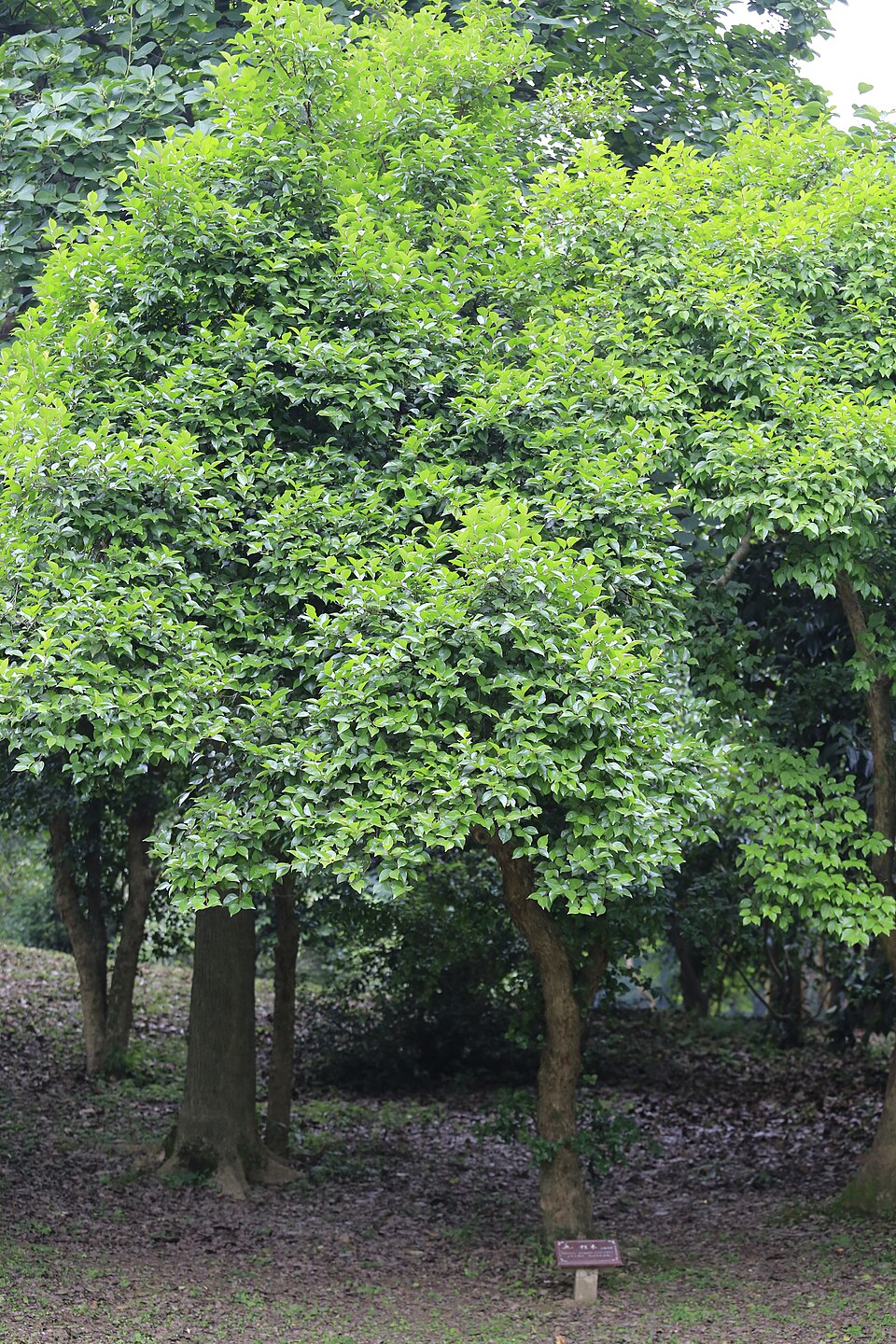 Xylosma racemosum