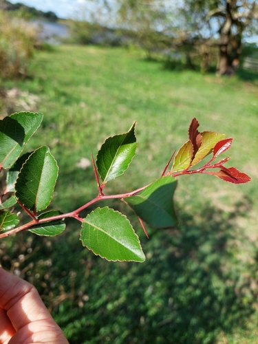 Xylosma venosa (Aiuba) — photo