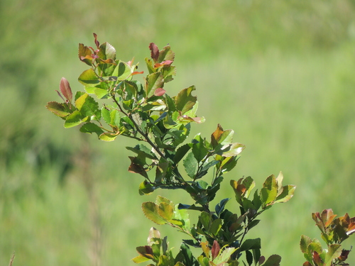 Xylosma venosa (Aiuba) — photo