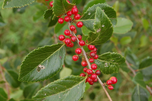 Xylosma venosa