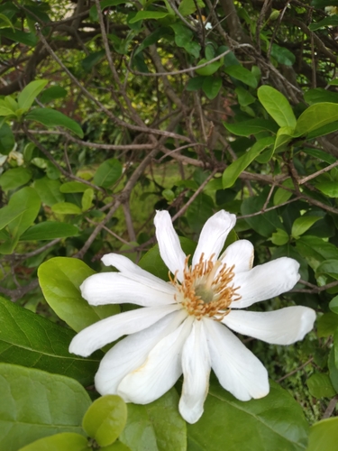 Xylotheca kraussiana (African dog-rose) — photo