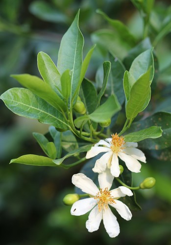 Xylotheca kraussiana (African dog-rose) — photo