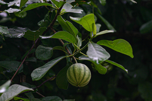 Xylotheca tettensis (African dogrose) — photo