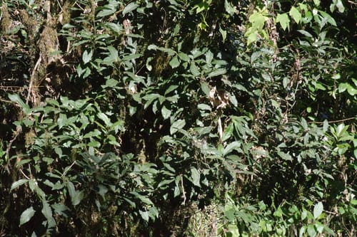 Xymalos monospora (Lemonwood) — photo