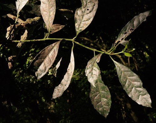 Xymalos monospora