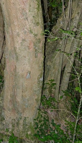 Xymalos monospora (Lemonwood) — photo