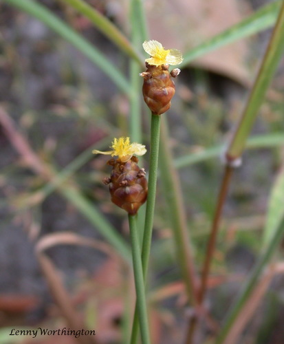Xyridaceae
