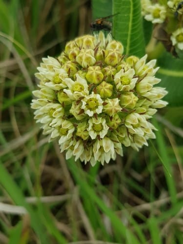 Xysmalobium acerateoides (Bitter wood) — photo