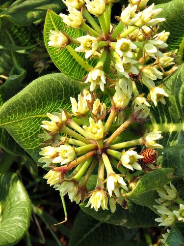 Xysmalobium acerateoides