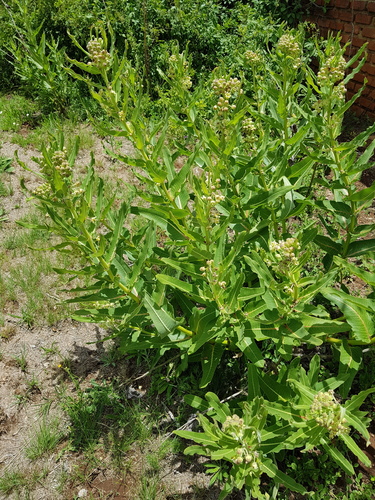Xysmalobium lapathifolium — photo