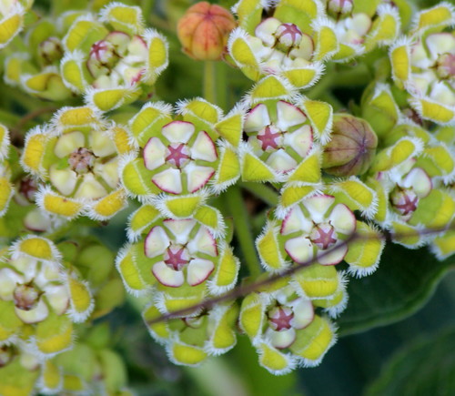 Xysmalobium lapathifolium — photo