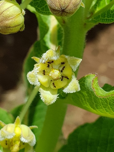 Xysmalobium lapathifolium