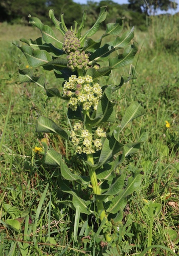 Xysmalobium undulatum (Bitter wood) — photo