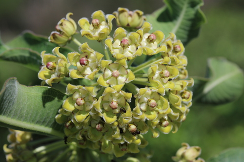 Xysmalobium undulatum
