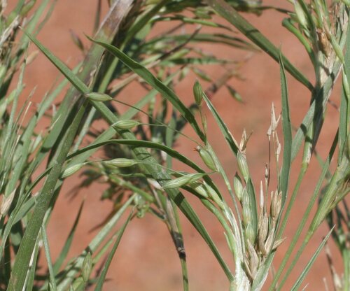Yakirra australiensis (Desert Flinders grass) — photo