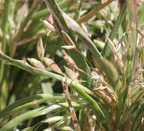 Yakirra australiensis (Desert Flinders grass) — photo