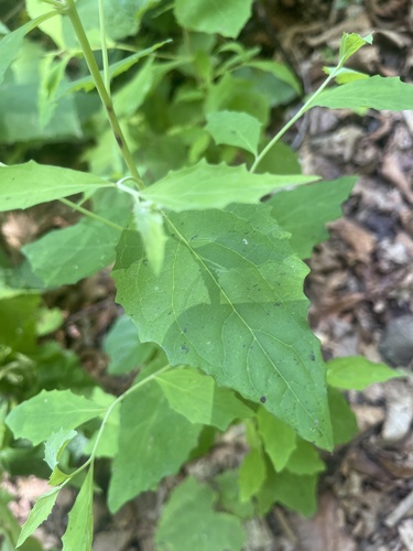 Youngia denticulata — photo