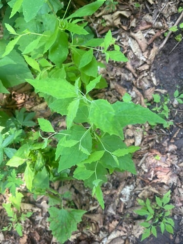 Youngia denticulata