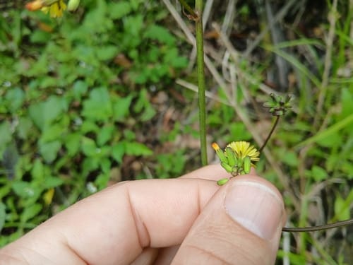 Youngia japonica (Oriental False Hawk's-beard) — photo