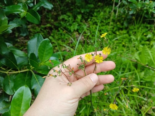 Youngia japonica (Oriental False Hawk's-beard) — photo