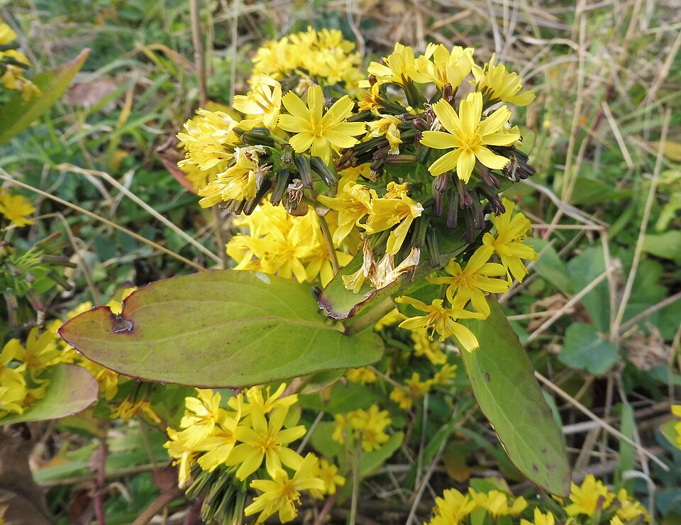 Youngia sonchifolia (Kodulppaegi) — photo