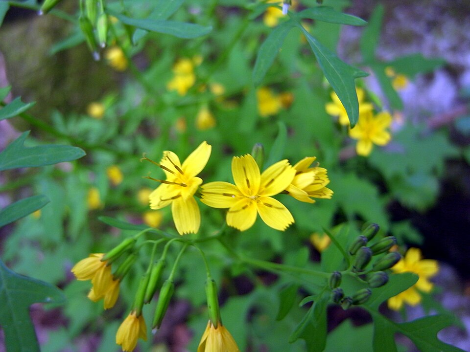 Youngia sonchifolia