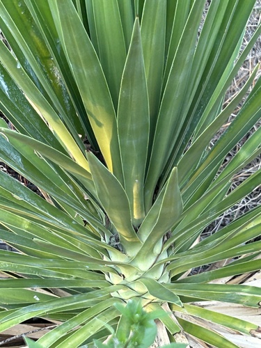 Yucca aloifolia (Dwarf Yucca) — photo