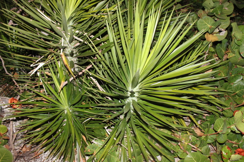 Yucca aloifolia (Dwarf Yucca) — photo