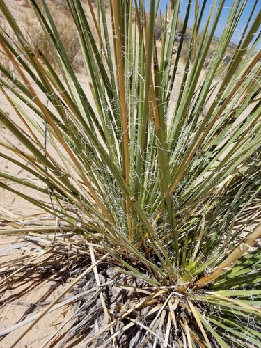 Yucca angustissima (Fine-leaf Yucca) — photo