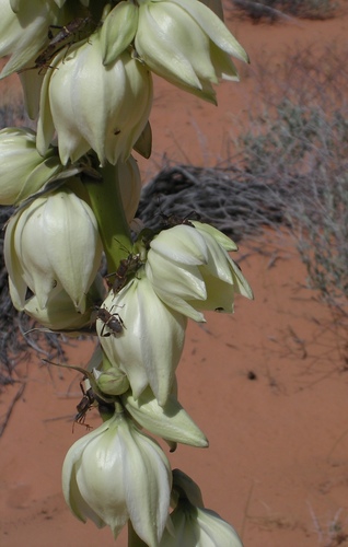 Yucca angustissima (Fine-leaf Yucca) — photo