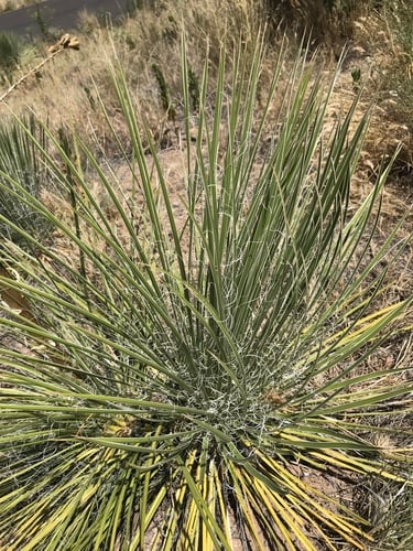 Yucca angustissima