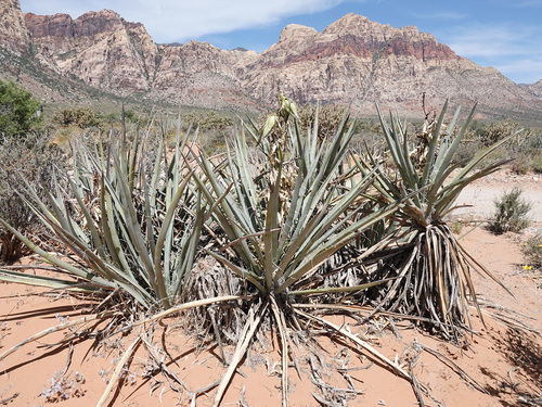 Yucca baccata (Blue yucca) — photo