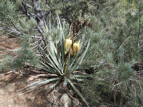 Yucca baccata (Blue yucca) — photo