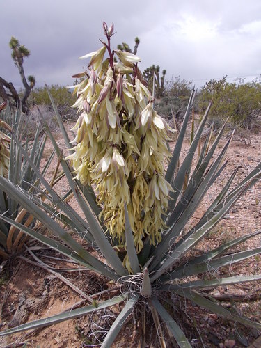 Blue yucca